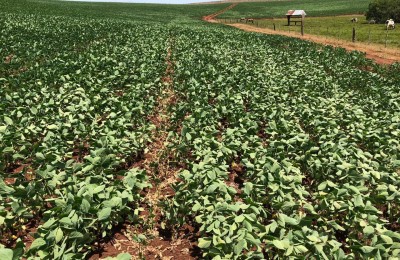 soja-seca-rio-grande-d-o-sul