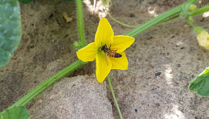 Flor do Melão