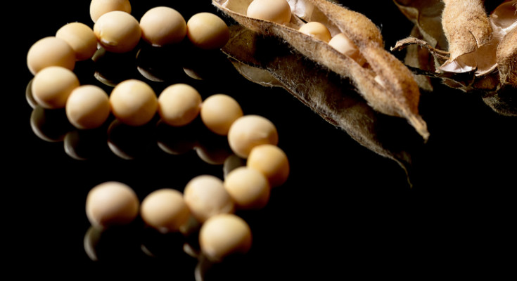 Soybeans forming Dollar symbol. Soybean market. Agriculture Soybean pods.