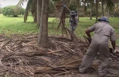Plantação de coco