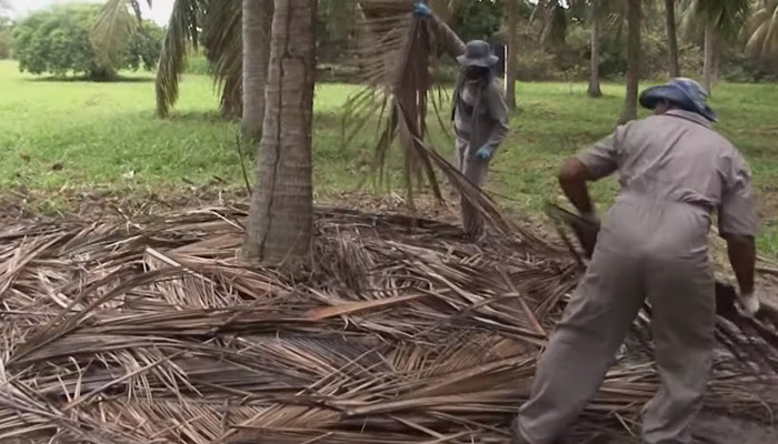 Plantação de coco