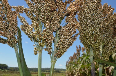 Sorgo