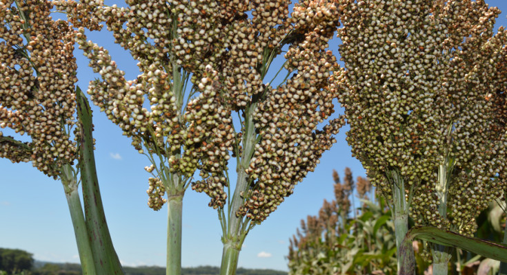 Sorgo