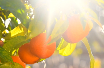 CITRUS