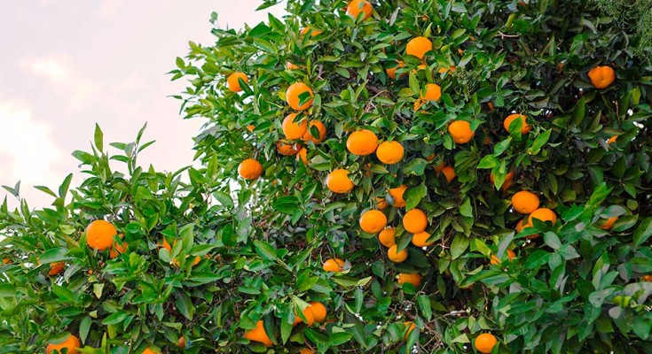 citrus_web