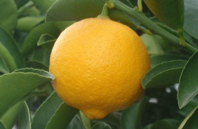 la-lima