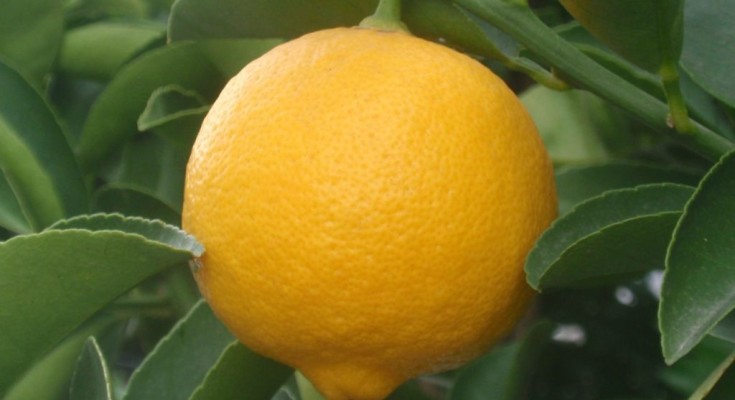 la-lima